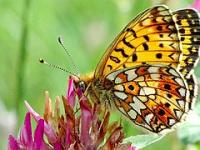 Que planter pour aider les papillons en voie de disparition ?
